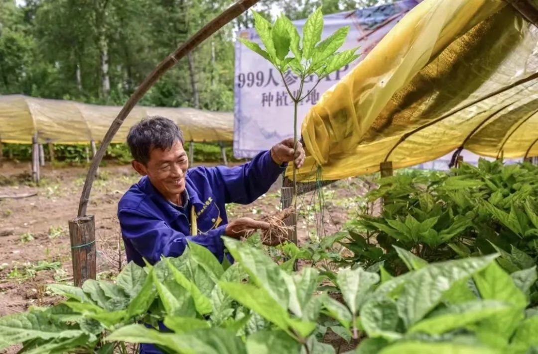 长白山人参采收季